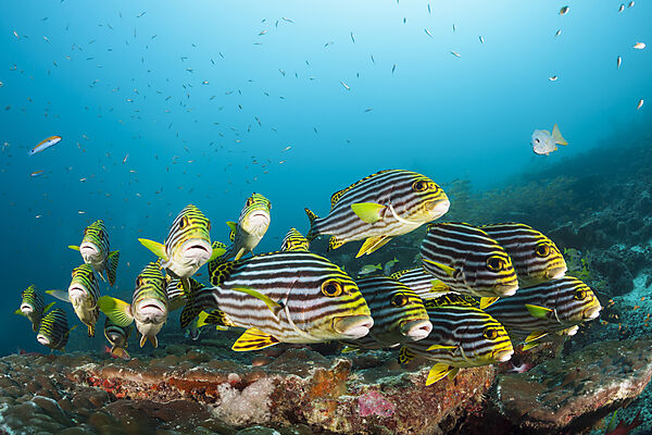 Schwarm Orientalische Suesslippen, Plectorhinchus vittatus, Nord Ari Atoll, Indischer Ozean, Malediven