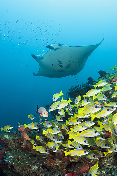Riff-Manta und Blaustreifen-Schnapper, Manta alfredi, Lutjanus kasmira, Ari Atoll, Indischer Ozean, Malediven