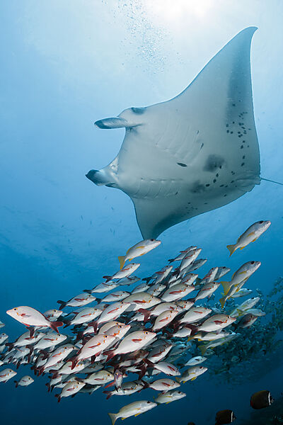 Riff-Manta und Buckel-Schnapper, Manta alfredi, Lutjanus gibbus, Ari Atoll, Indischer Ozean, Malediven