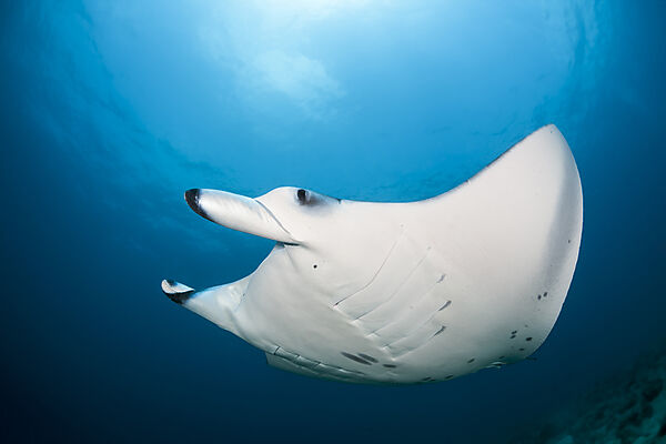 Riff-Manta, Manta alfredi, Nord Ari Atoll, Indischer Ozean, Malediven