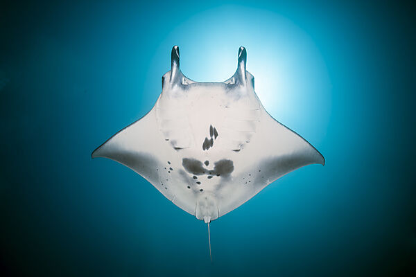 Riff-Manta, Manta alfredi, Nord Ari Atoll, Indischer Ozean, Malediven