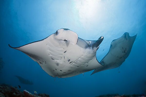 Riff-Manta, Manta alfredi, Nord Ari Atoll, Indischer Ozean, Malediven