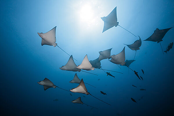 Group of Spotted Eagle Rays, Aetobatus narinari, Felidhu Atoll, Indian Ocean, Maldives