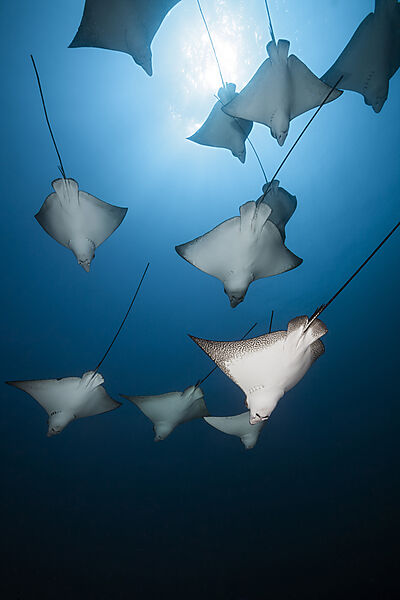 Group of Spotted Eagle Rays, Aetobatus narinari, Felidhu Atoll, Indian Ocean, Maldives