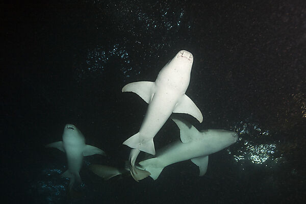 Ammenhai in der Nacht, Nebrius ferrugineus, Felidhu Atoll, Indischer Ozean, Malediven