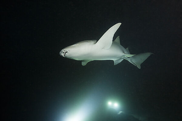 Ammenhai in der Nacht, Nebrius ferrugineus, Felidhu Atoll, Indischer Ozean, Malediven