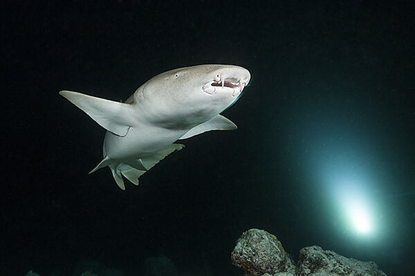 Ammenhai in der Nacht, Nebrius ferrugineus, Felidhu Atoll, Indischer Ozean, Malediven