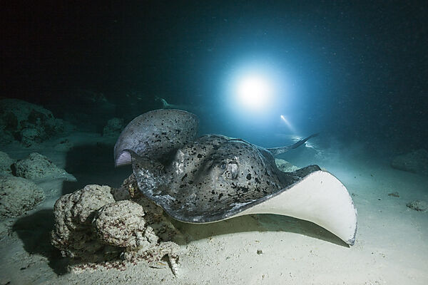 Schwarzflecken-Stechrochen, Taeniura meyeni, Felidhu Atoll, Indischer Ozean, Malediven