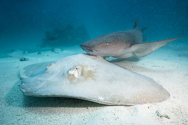 Lila Peitschenschwanz und Ammenhai, Pateobatis fai, Nebrius ferrugineus, Nord Male Atoll, Indischer Ozean, Malediven