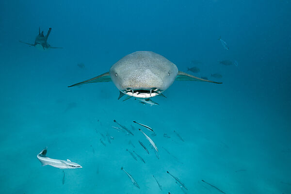 Ammenhai, Nebrius ferrugineus, Felidhu Atoll, Indischer Ozean, Malediven