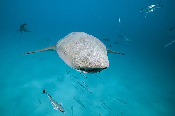 Ammenhai, Nebrius ferrugineus, Felidhu Atoll, Indischer Ozean, Malediven