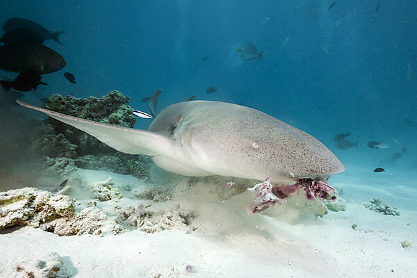 Ammenhai, Nebrius ferrugineus, Felidhu Atoll, Indischer Ozean, Malediven