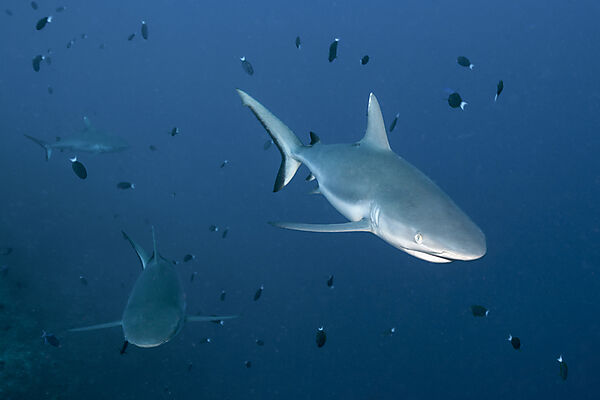 Graue Riffhaie, Carcharhinus amblyrhynchos, Felidhu Atoll, Indischer Ozean, Malediven