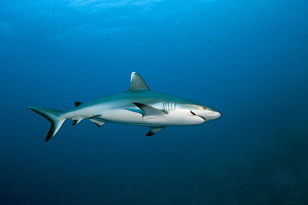 Verletzter Grauer Riffhai, Carcharhinus amblyrhynchos, Felidhu Atoll, Indischer Ozean, Malediven
