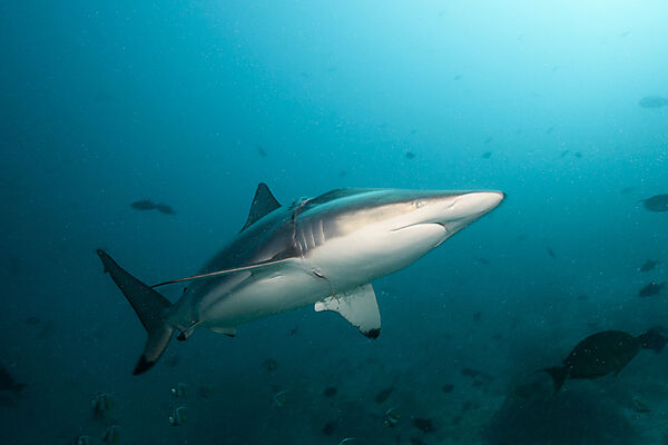 Injured Blacktip Shark, Carcharhinus Limbatus,  North Male Atoll, Maldives