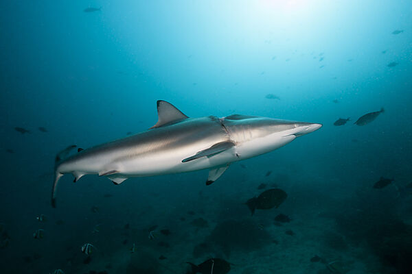 Injured Blacktip Shark, Carcharhinus Limbatus,  North Male Atoll, Maldives
