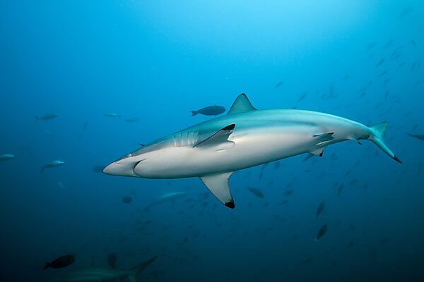 Blacktip Shark, Carcharhinus Limbatus,  North Male Atoll, Maldives