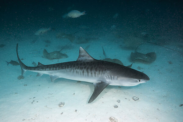 Tiger Shark, Galeocerdo cuvier,  North Male Atoll, Maldives