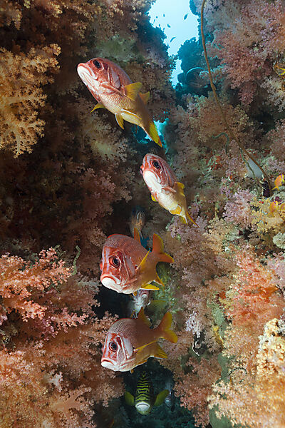 Grossdorn-Husarenfische, Sargocentron spiniferum, Felidhu Atoll, Indischer Ozean, Malediven