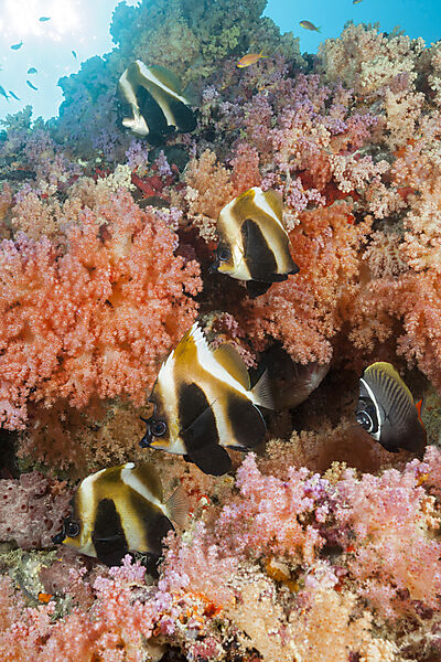 Brauner Wimpelfisch, Heniochus varius, Felidhu Atoll, Indischer Ozean, Malediven