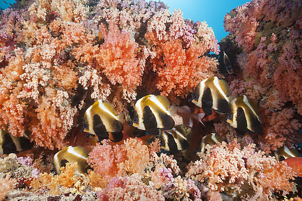 Brauner Wimpelfisch, Heniochus varius, Felidhu Atoll, Indischer Ozean, Malediven