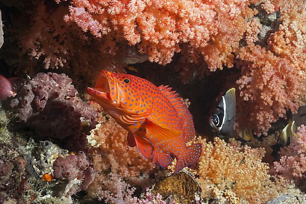 Juwelen-Zackenbarsch, Cephalopholis miniata, Nord Male Atoll, Indischer Ozean, Malediven