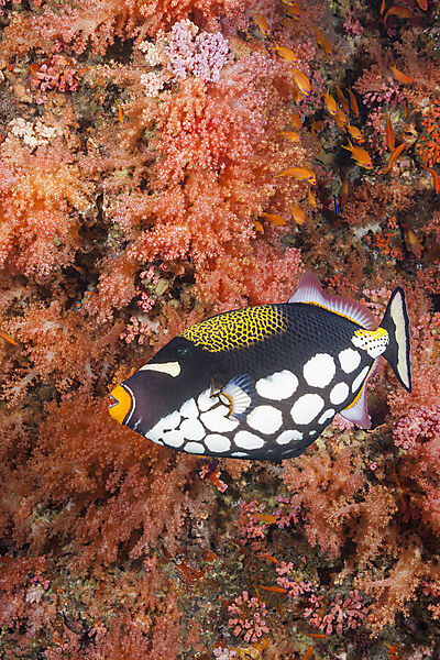 Clown Triggerfish, Balistoides conspicillum, Felidhu Atoll, Indian Ocean, Indonesia