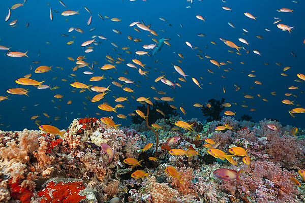 Buntes Korallenriff, Nord Male Atoll, Indischer Ozean, Malediven