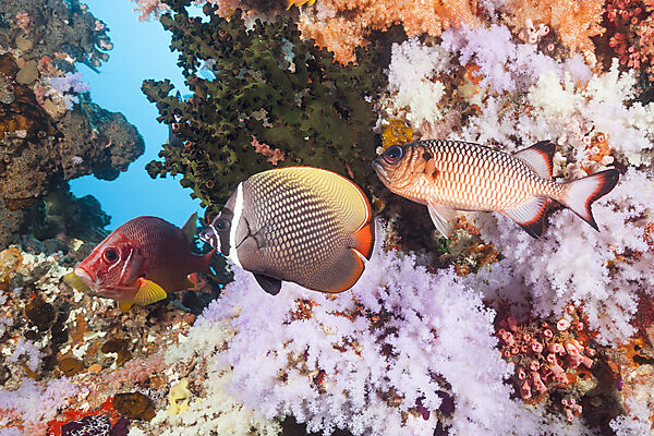 Buntes Korallenriff, Nord Male Atoll, Indischer Ozean, Malediven