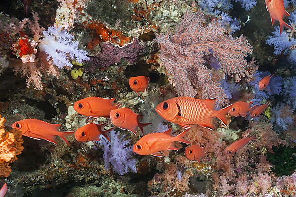 Schwarm Weisssaum-Soldatenfische, Myripristis murdjan, Nord Ari Atoll, Indischer Ozean, Malediven
