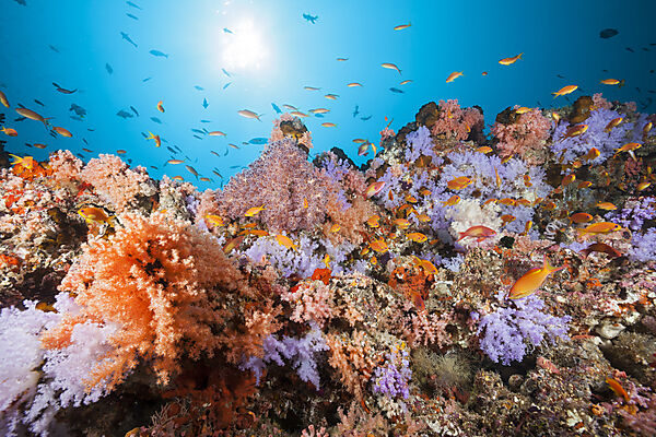 Buntes Korallenriff, Nord Male Atoll, Indischer Ozean, Malediven