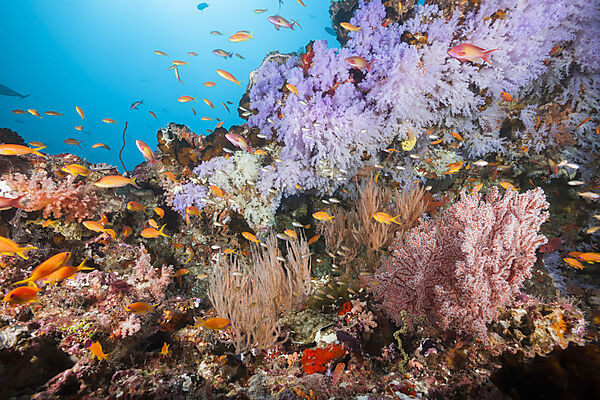 Buntes Korallenriff, Nord Male Atoll, Indischer Ozean, Malediven