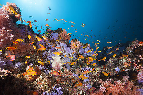 Buntes Korallenriff, Nord Male Atoll, Indischer Ozean, Malediven