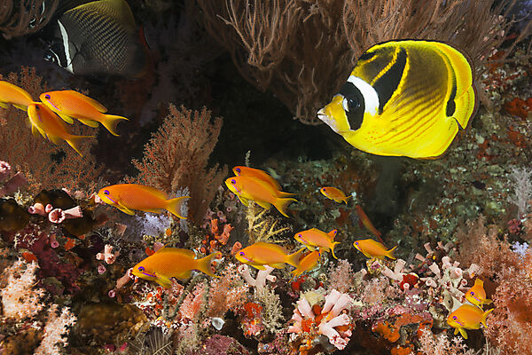 Buntes Korallenriff, Nord Male Atoll, Indischer Ozean, Malediven
