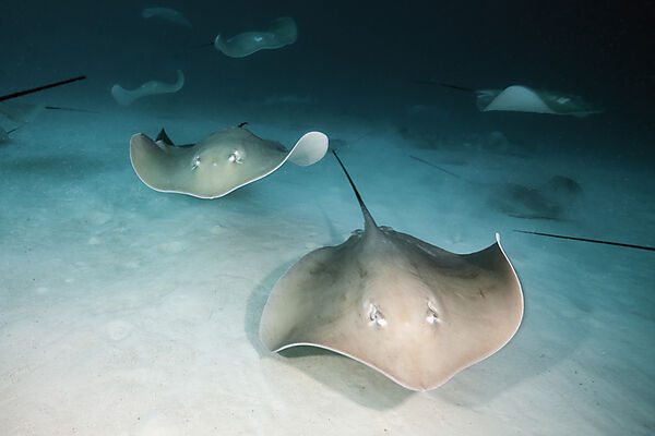 Lila Peitschenschwanz Rochen, Pateobatis fai, Nord Male Atoll, Indischer Ozean, Malediven