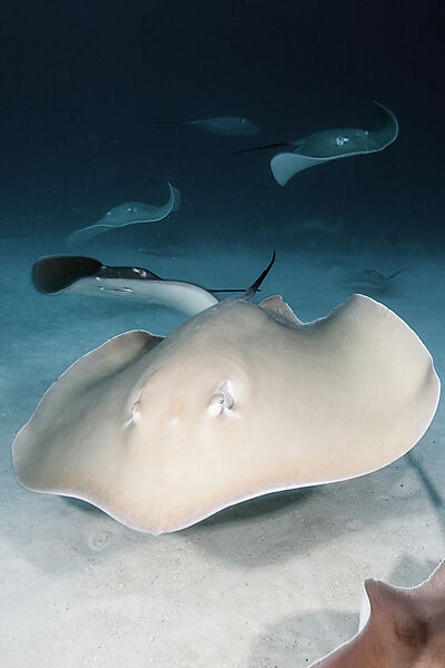 Lila Peitschenschwanz Rochen, Pateobatis fai, Nord Male Atoll, Indischer Ozean, Malediven