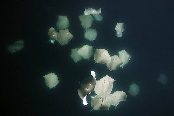 Lila Peitschenschwanz Rochen, Pateobatis fai, Nord Male Atoll, Indischer Ozean, Malediven