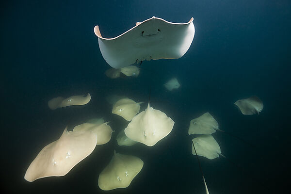 Lila Peitschenschwanz Rochen, Pateobatis fai, Nord Male Atoll, Indischer Ozean, Malediven