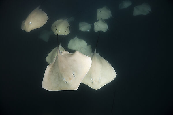 Lila Peitschenschwanz Rochen, Pateobatis fai, Nord Male Atoll, Indischer Ozean, Malediven
