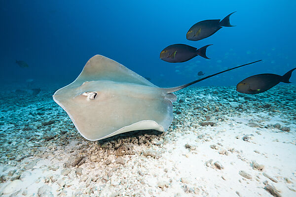 Lila Peitschenschwanz Rochen, Pateobatis fai, Nord Male Atoll, Indischer Ozean, Malediven