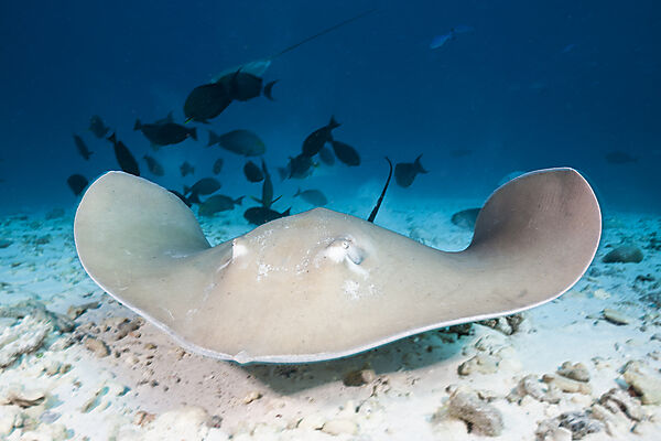 Lila Peitschenschwanz Rochen, Pateobatis fai, Nord Male Atoll, Indischer Ozean, Malediven