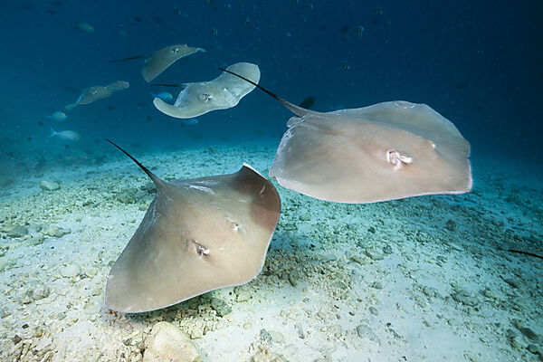 Lila Peitschenschwanz Rochen, Pateobatis fai, Nord Male Atoll, Indischer Ozean, Malediven
