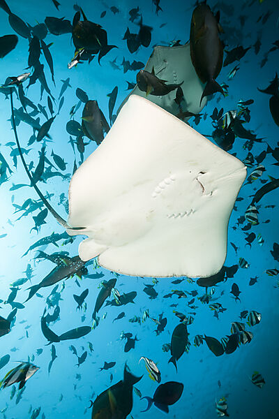 Lila Peitschenschwanz Rochen, Pateobatis fai, Nord Male Atoll, Indischer Ozean, Malediven