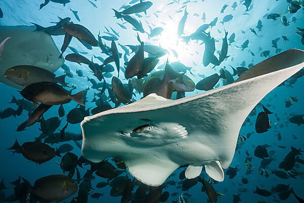 Lila Peitschenschwanz Rochen, Pateobatis fai, Nord Male Atoll, Indischer Ozean, Malediven