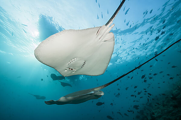 Pink Whipray, Pateobatis fai, North Male Atoll, Indian Ocean, Maldives