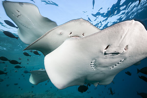 Lila Peitschenschwanz Rochen, Pateobatis fai, Nord Male Atoll, Indischer Ozean, Malediven
