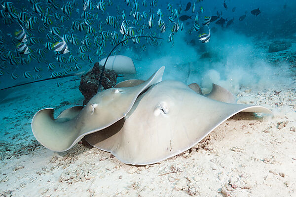 Lila Peitschenschwanz Rochen, Pateobatis fai, Nord Male Atoll, Indischer Ozean, Malediven