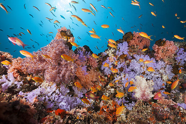 Buntes Korallenriff, Nord Male Atoll, Indischer Ozean, Malediven