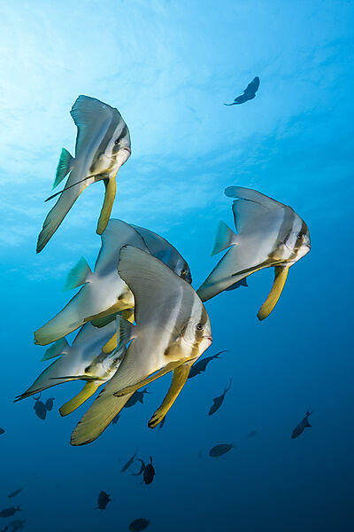 Schwarm Langflossen-Fledermausfische, Platax teira, Ari Atoll, Indischer Ozean, Malediven