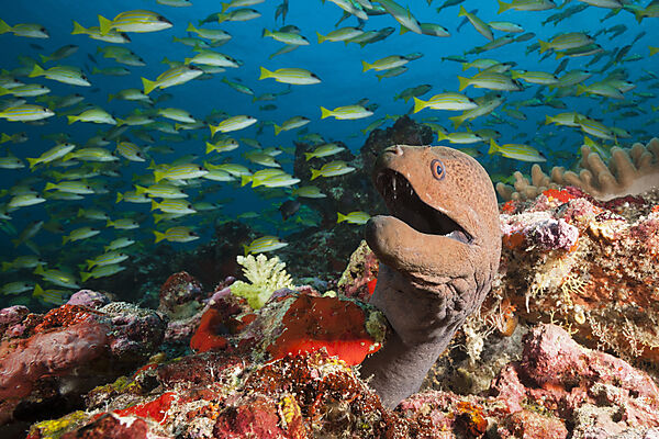 Riesenmuraene, Gymnothorax javanicus, Ari Atoll, Indischer Ozean, Malediven